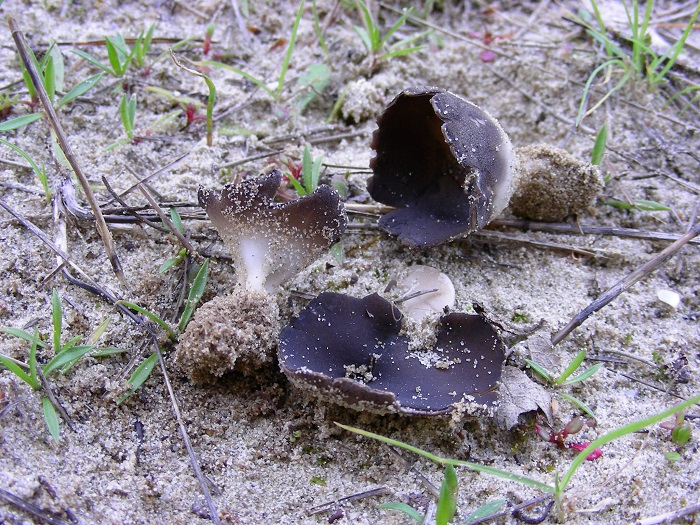 588 Febbraio vecchio ritrovamento